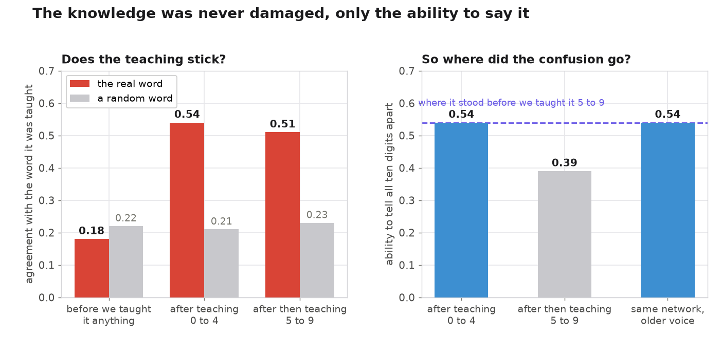 Two bar charts. Left: agreement with the taught word rises from 0.18 to 0.54 and holds at 0.51, while random words stay flat near 0.22. Right: the ability to tell all ten digits apart falls from 0.54 to 0.39 and returns to 0.54 when the older speaking weights are swapped back in.